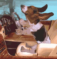hounddog