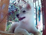Poochie.jpg image by joy11328
