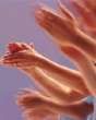clappinghands.jpg image by vstiver